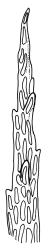 Cyrtopus setosus, leaf apex. Drawn from K.A. Ford D/28, CHR 513683.
 Image: R.C. Wagstaff © Landcare Research 2015 